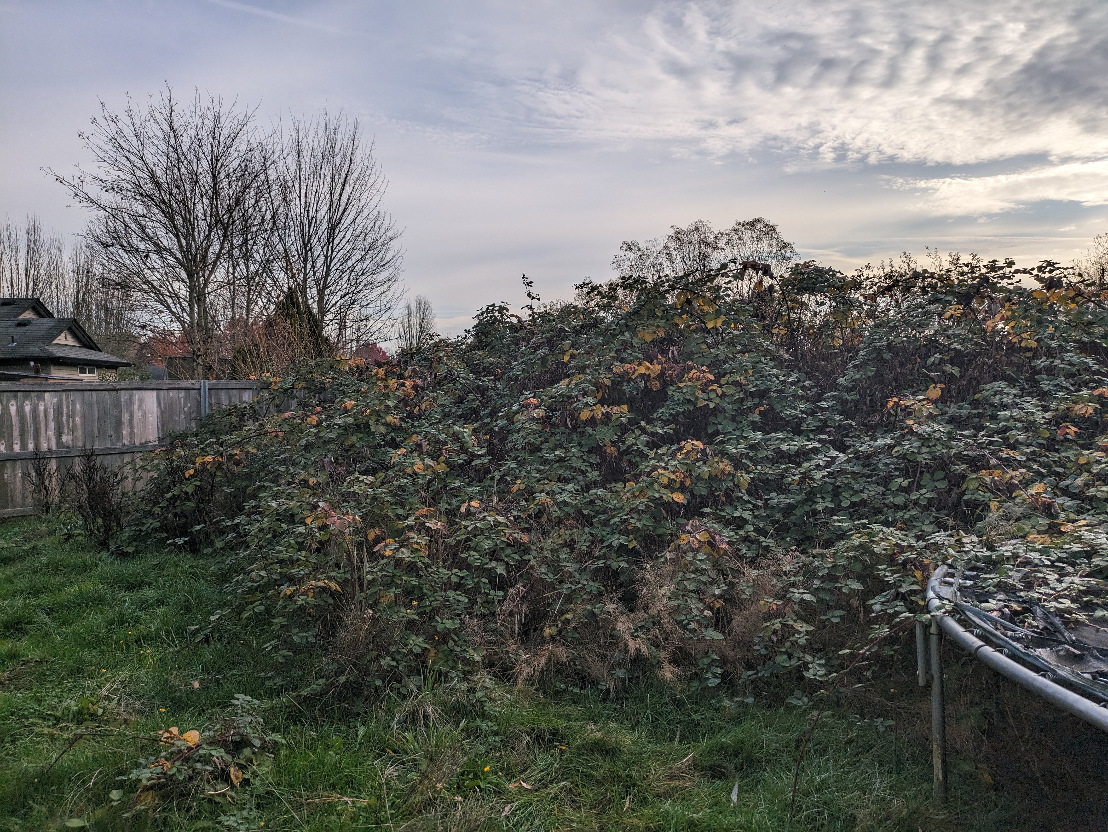 Blackberry Removal Before