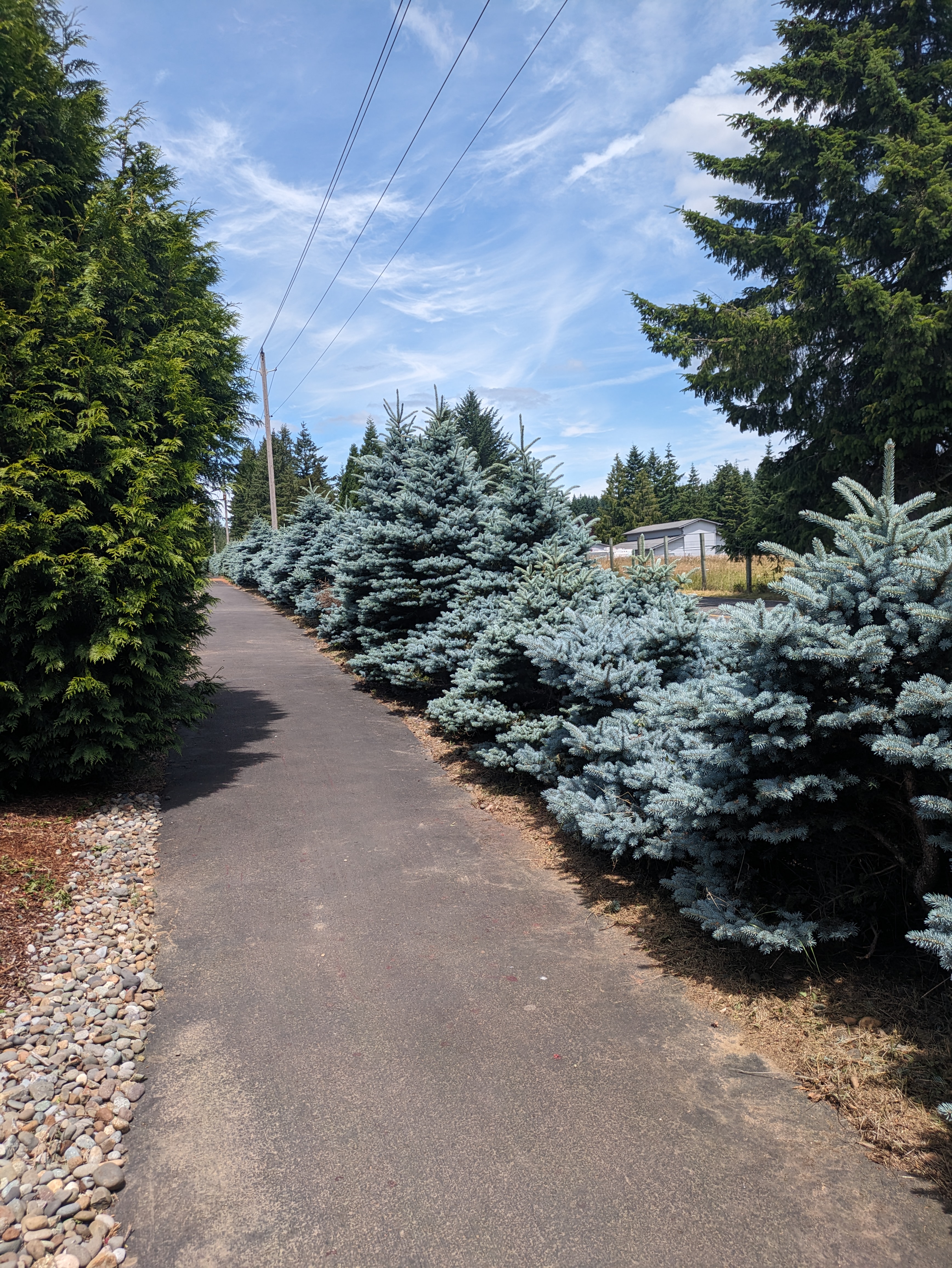 Brush Clearing After in Battle Ground