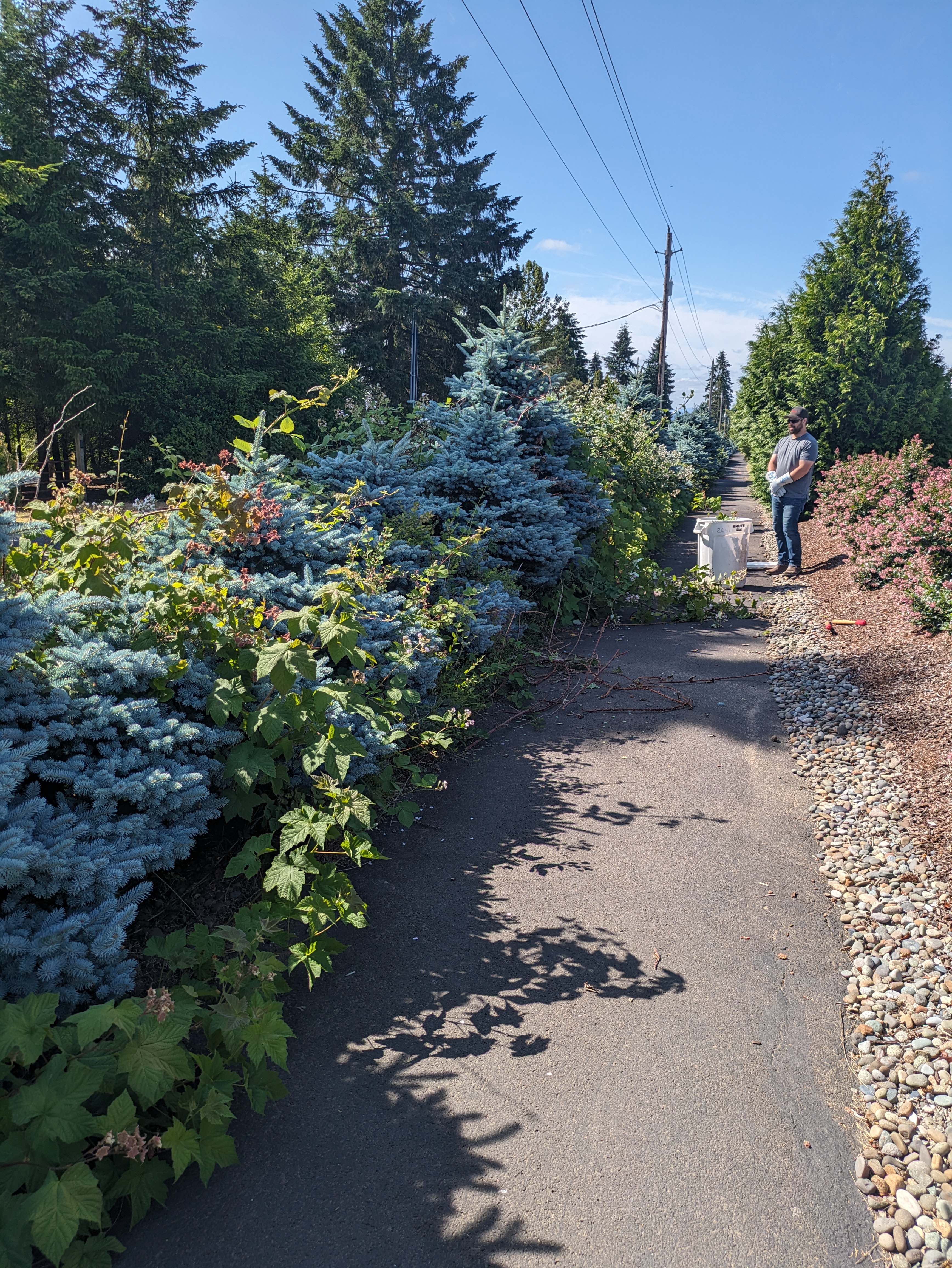 Brush Clearing Before in Battle Ground