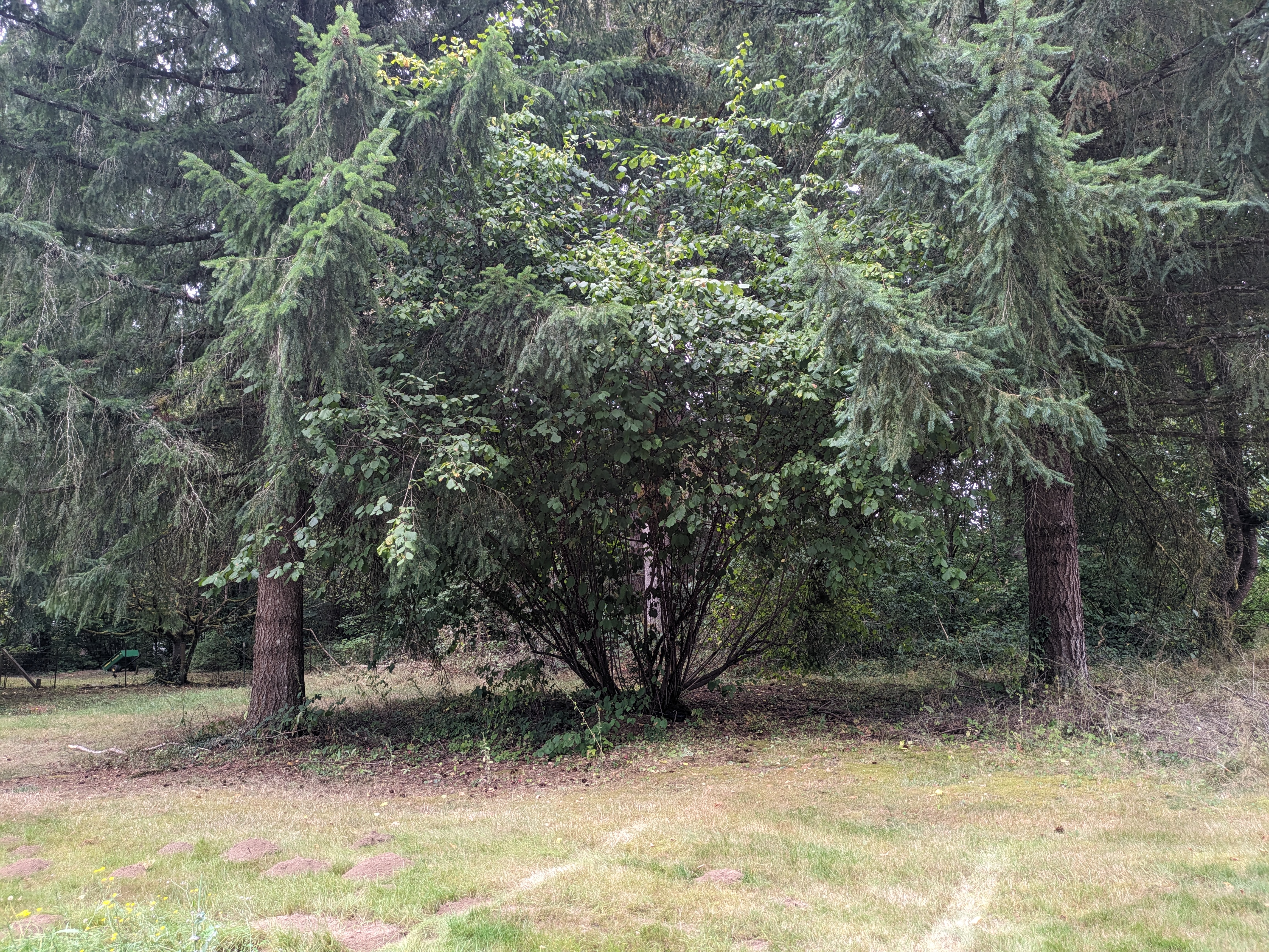 Brush clearing before in Brush Prairie WA
