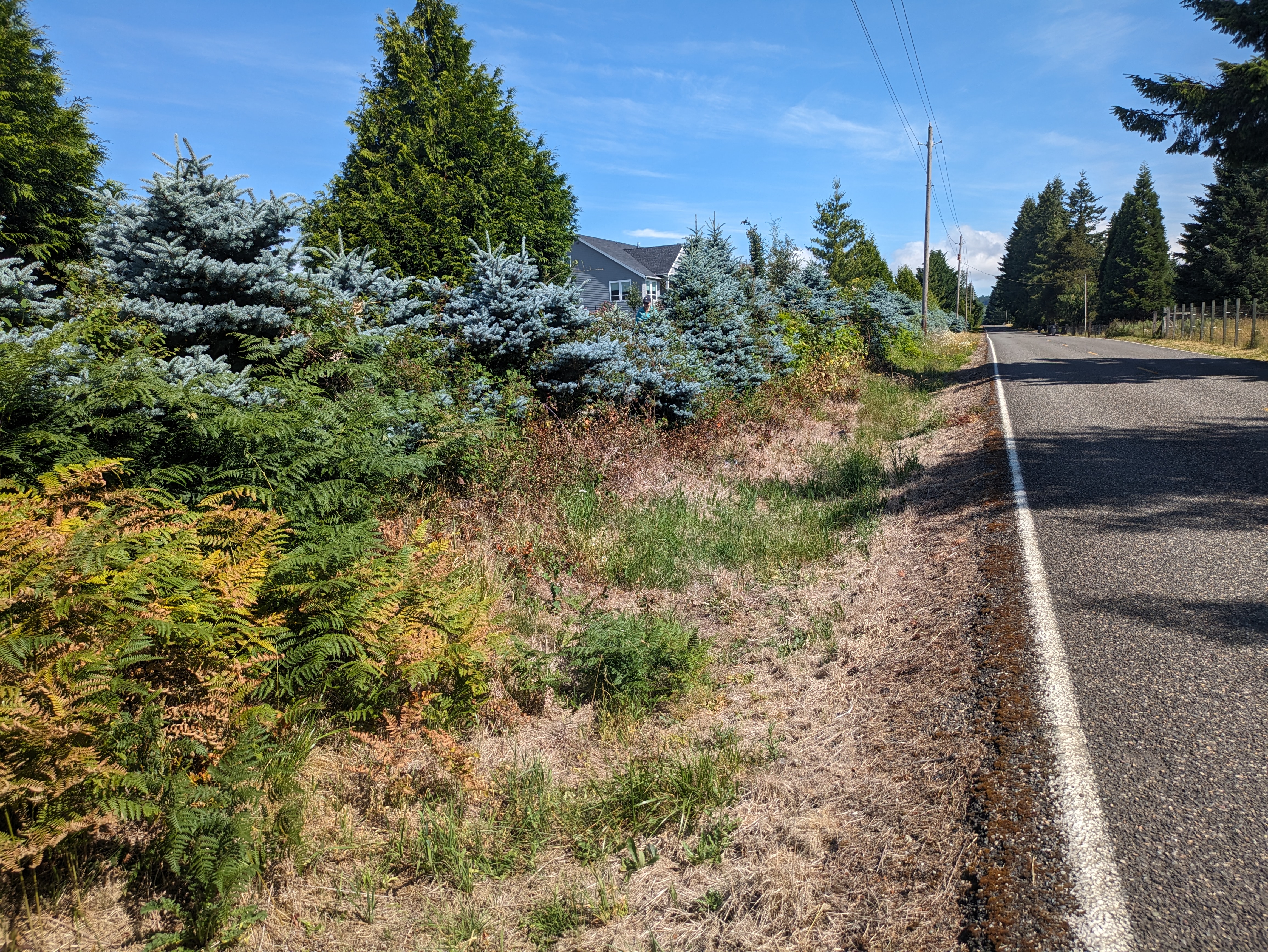 Brush Clearing Before