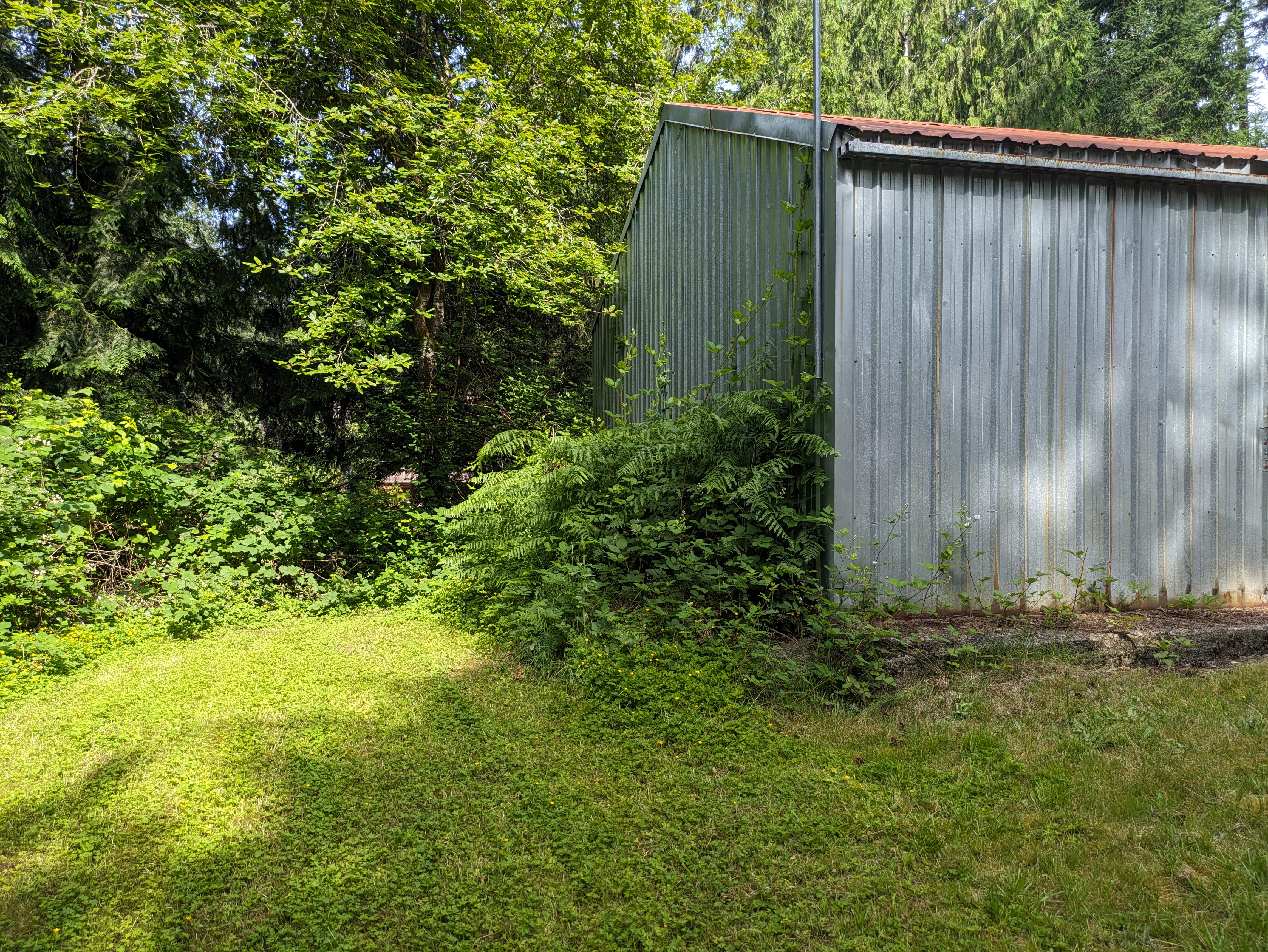 Brush clearing before in Yacolt WA