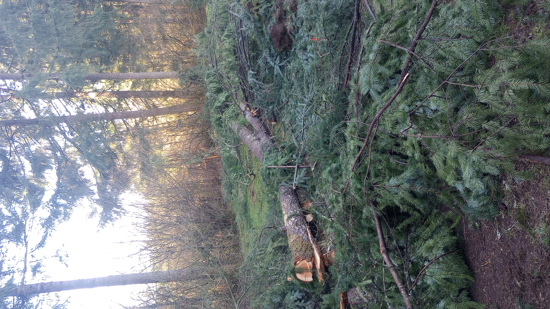 Storm Cleanup Before