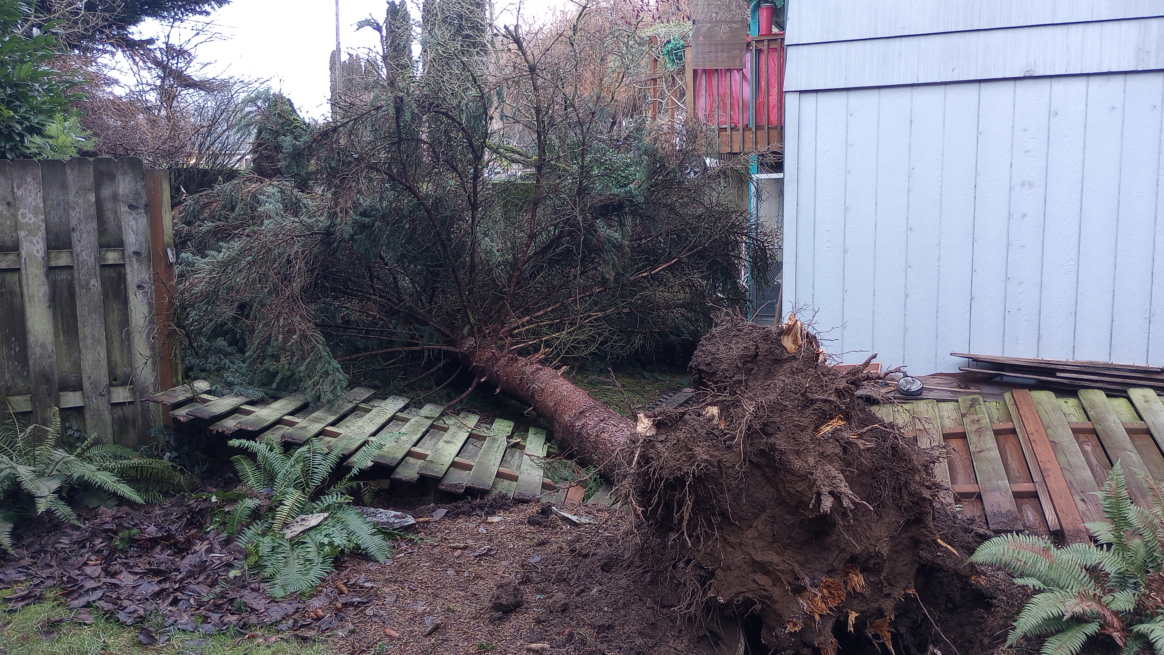 Storm cleanup before in Woodland WA
