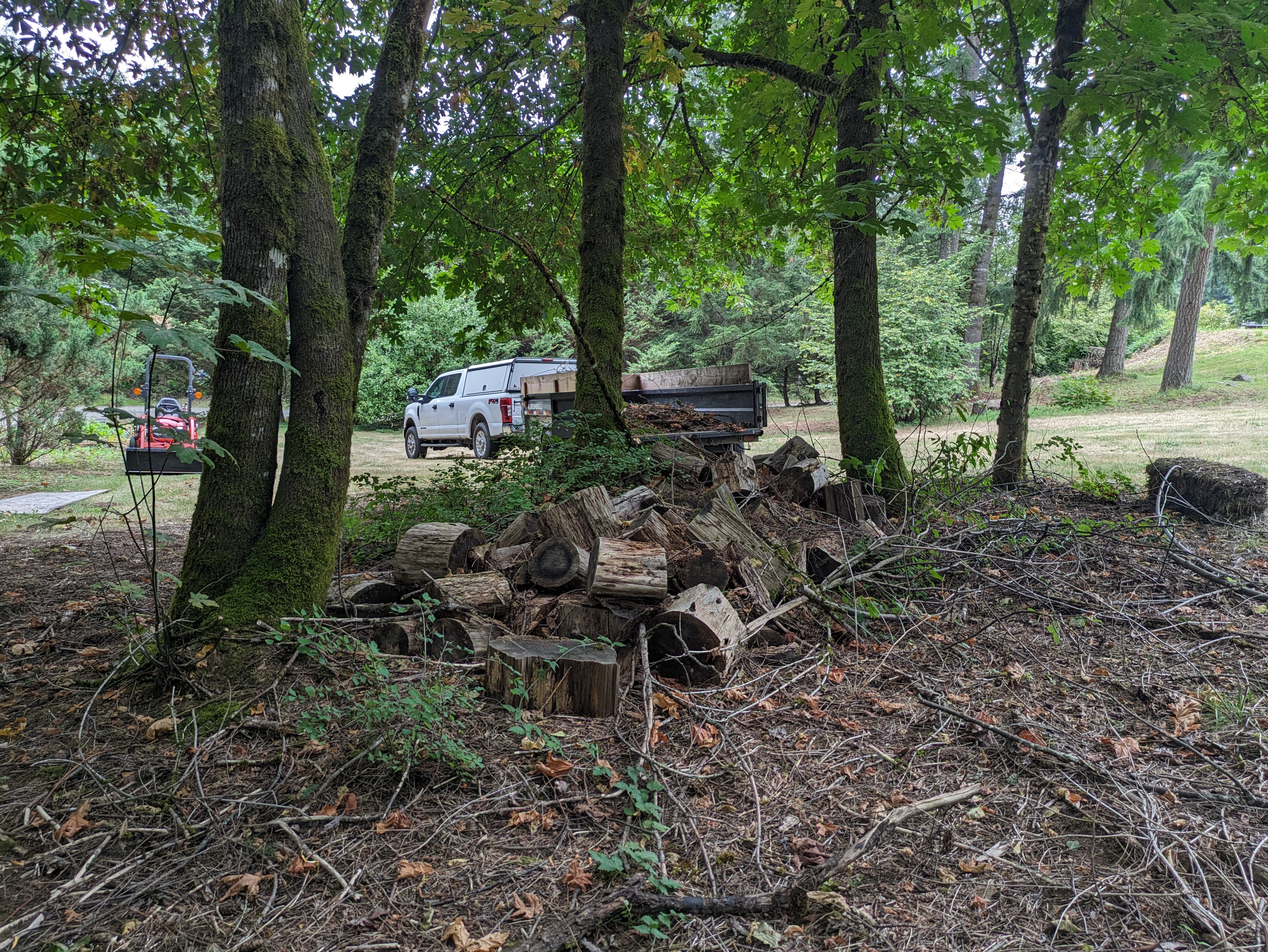 Wood pile before yard waste removal